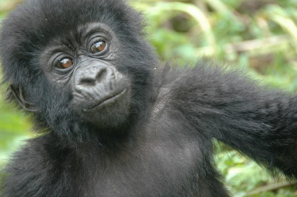 experience gorilla trekking in 1 day kigali to bwindi