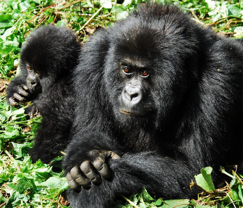 Group of tourists trekking through lush forest, observing gorillas in their natural habitat on Uganda-Rwanda tour