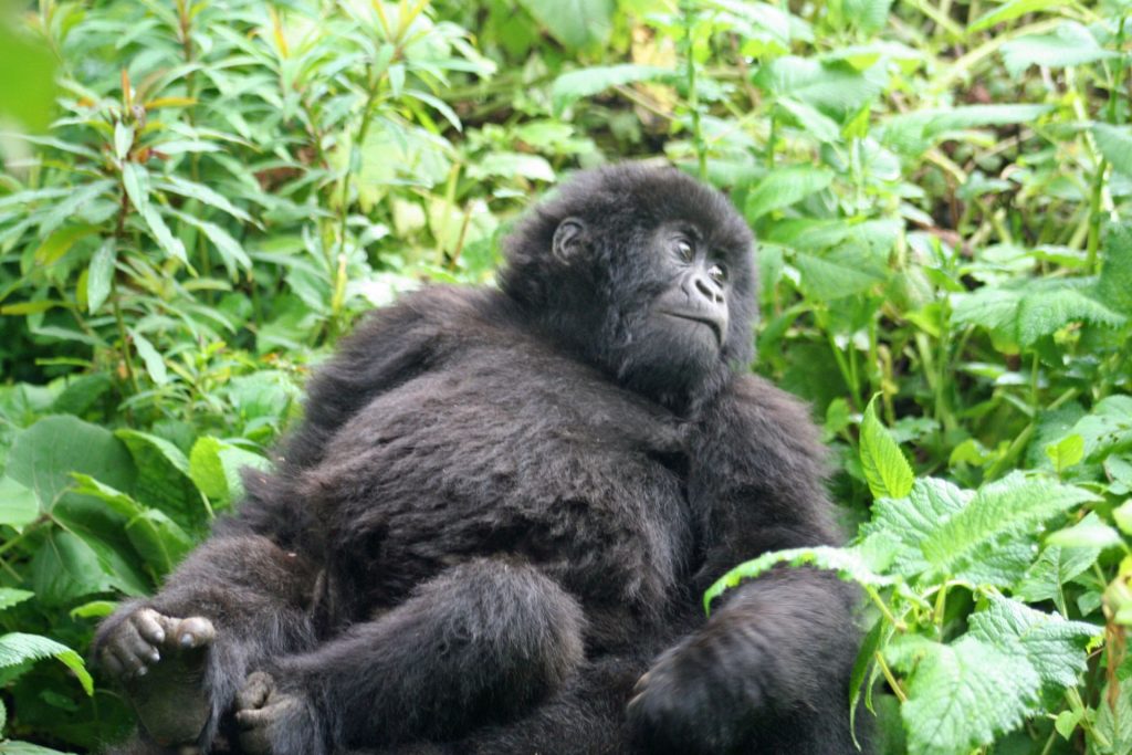 2 days bwindi gorilla tour from rwanda